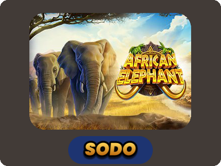 African Elephant